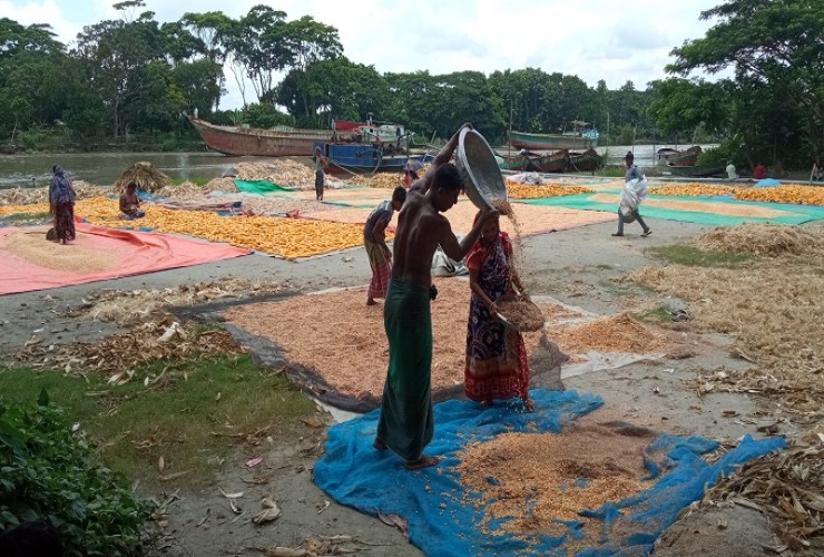 মুন্সীগঞ্জে বাড়ছে ভূট্টা চাষ, ফলনও হয়েছে বাম্পার