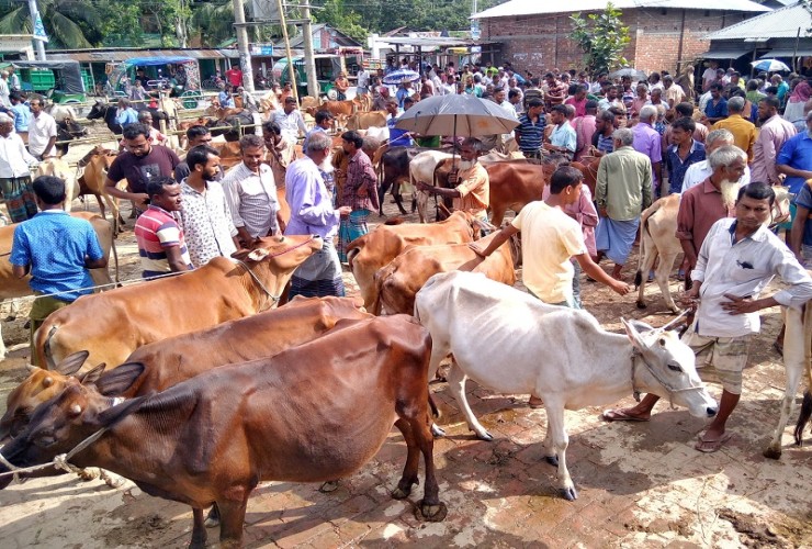 চাহিদার চেয়ে বেশি ২০ লাখ কোরবানির পশু