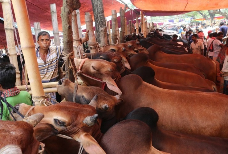 হাটে বিক্রি কম, চিন্তিত খামারিরা