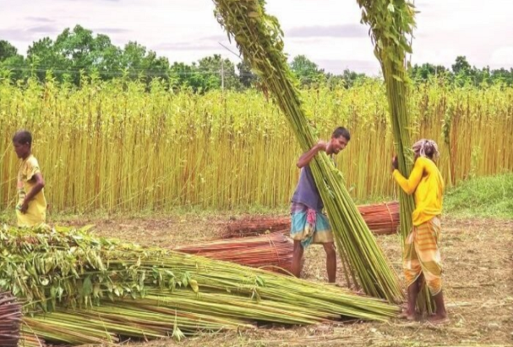 পাট নিয়ে শঙ্কা বাড়ছে কৃষকের