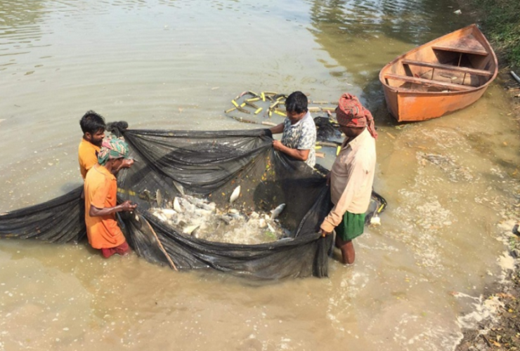 আখাউড়ার মাছ যাচ্ছে বিদেশে