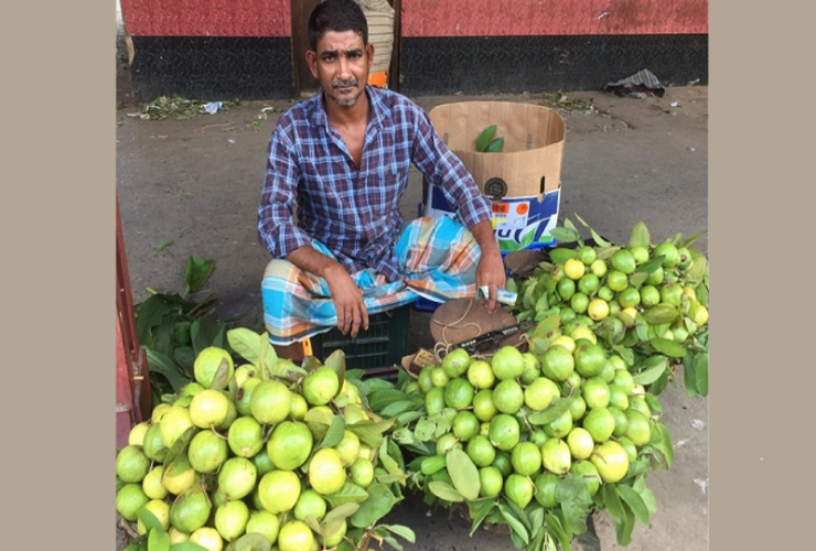 পেয়ারার দাম পেয়ে খুশি কৃষক