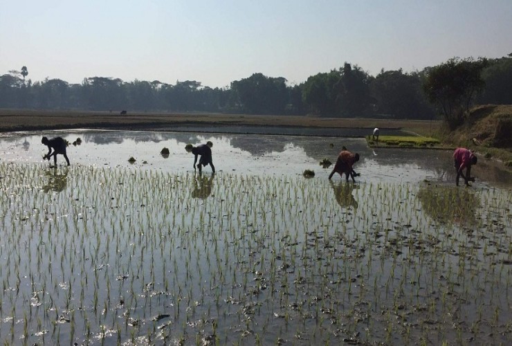 আখাউড়ায় আমন আবাদে ব্যস্ত কৃষক