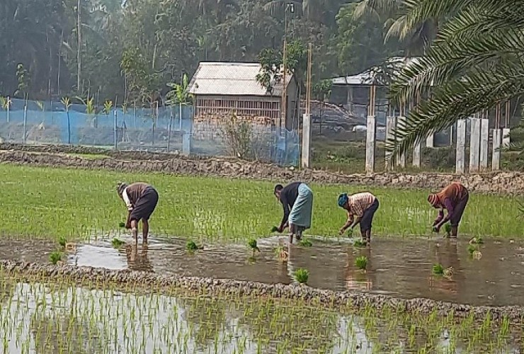 কনকনে শীতেও বোরো ধান চাষে ব্যস্ত কৃষক