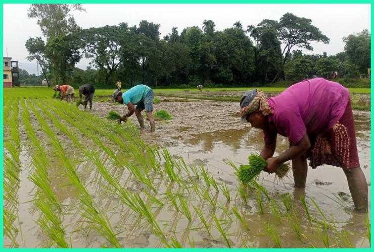 দুশ্চিন্তায় সুনামগঞ্জের হাওরাঞ্চলের প্রায় ৩ লাখ কৃষক