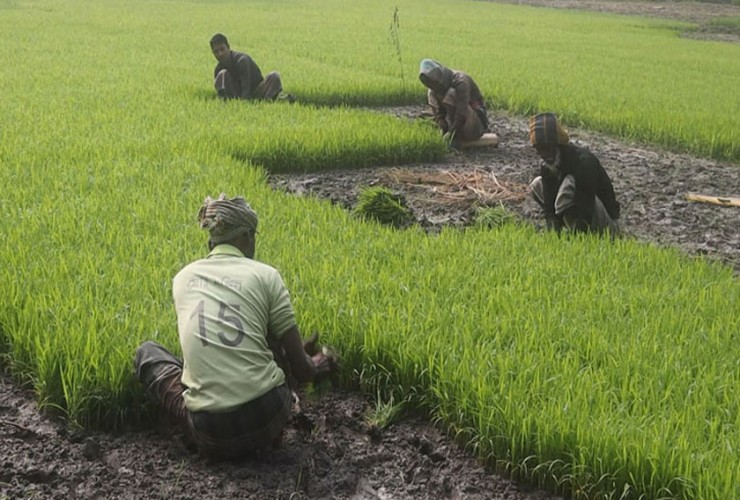 ঘন কুয়াশা ও তীব্র শীতে ব্যাহত হচ্ছে বোরো আবাদ