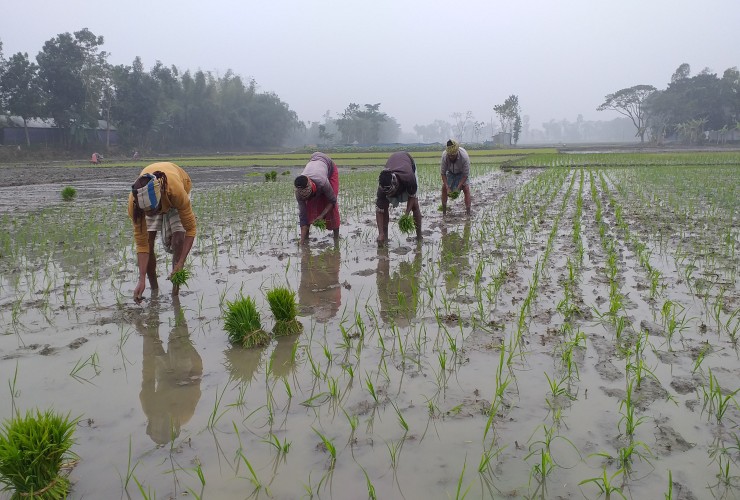 পূর্বধলায় শীত উপেক্ষা করে বোরো চাষে ব্যস্ত সময় পার করছেন চাষীরা