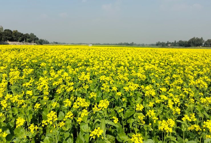 টঙ্গীবাড়ীতে ৩০০ হেক্টর জমিতে সরিষা আবাদ, বাম্পার ফলনের স্বপ্ন বুনছেন কৃষক