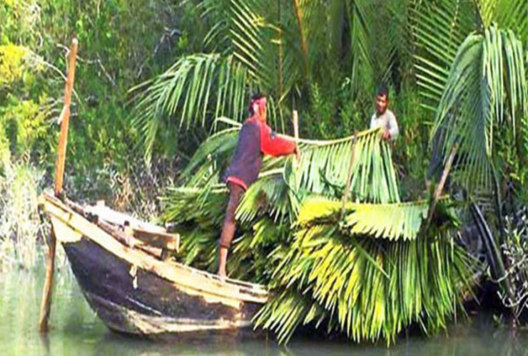 সুন্দরবনে গোলপাতা আহরণ শুরু, লক্ষ্যমাত্রা ২০ হাজার মেট্রিক টন