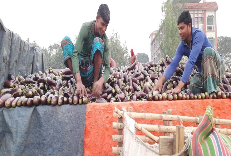 শেরপুরের বেগুন‌ চাষে লাভবান কৃষক