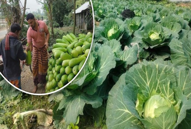 কৃষক ন্যায্যমূল্য না পেলেও হাত বদলেই সবজির দাম বেড়ে যায় কয়েকগুণ