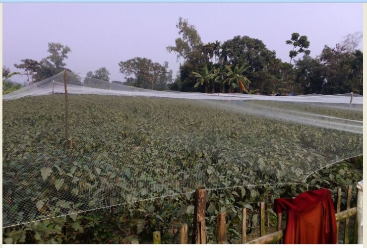 সুন্দরগঞ্জে বিশেষ পদ্ধতিতে রবিশষ্য চাষাবাদ