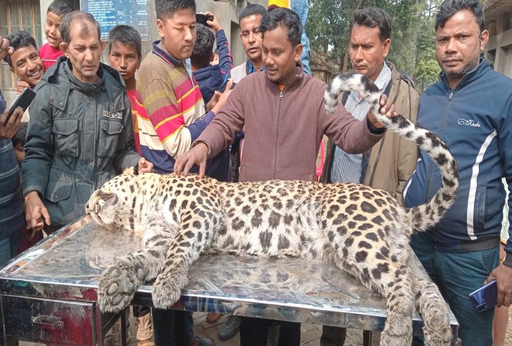 দাড়খোড় সীমান্ত নাগর নদী থেকে মৃত বাঘ উদ্ধার