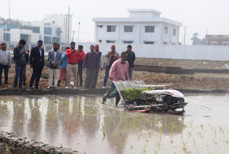 দিনাজপুরে মেশিনের সাহায্যে ধানের চারা রোপন