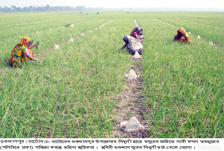 গুরুদাসপুরে রসুনের ক্ষেতে সাথী ফসল তরমুজ ও বাঙ্গির আবাদ