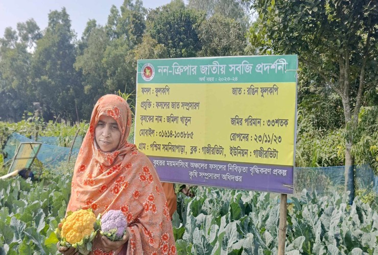 রঙিন ফুলকপি  চাষে সফলতার পেয়েছে হালুয়াঘাটের জমিলা খাতুন