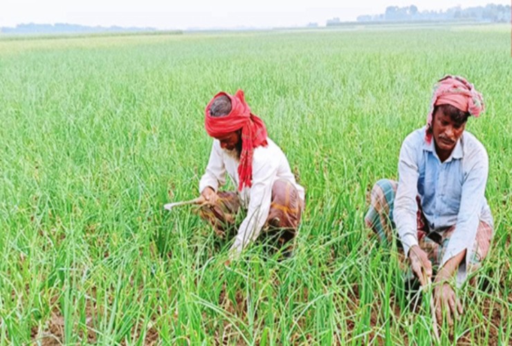 বগুড়ায় যমুনার বিস্তীর্ণ চরে পেঁয়াজ চাষ ছাড়িয়েছে লক্ষ্যমাত্রা