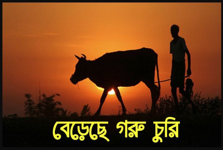 কালকিনিতে গরু চুরির আসামীরা ঘুরে বেড়াচ্ছে