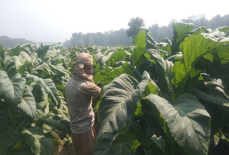 লোহাগাড়ায় দিন দিন বেড়েই চলছে ফসলি জমিতে তামাক চাষ