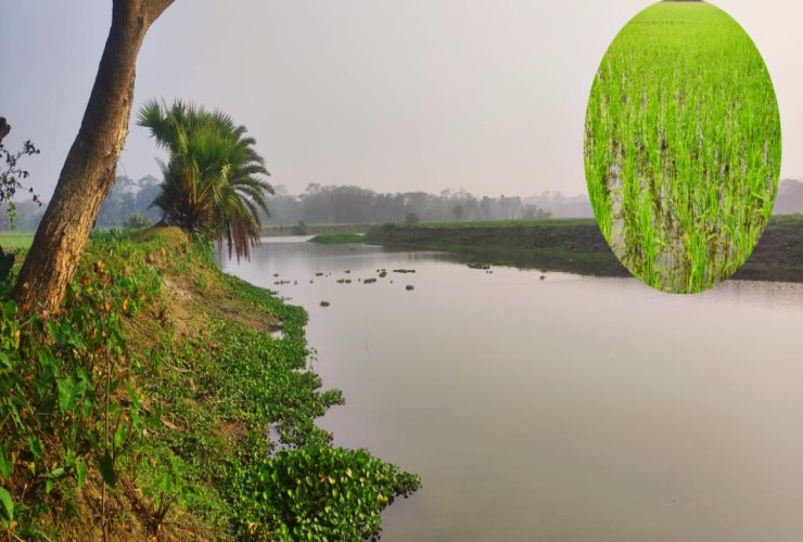 রাঙ্গাবালীতে খাস খালে লবণ পানি উঠিয়ে মাছ চাষ, হুমকির মুখে ফসলি জমি