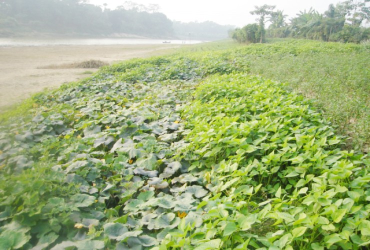 ফটিকছড়িতে হালদার চরে কোটি টাকার সবজি চাষ